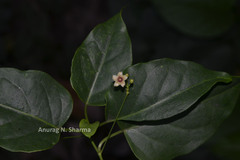 Tylophora pauciflora